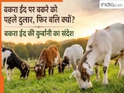 पहले जानवर को खिलाते-पिलाते और प्यार से पालते हैं.. फिर कुर्बानी क्यों ? बकरा ईद पर जानवरों की बलि के पीछे क्या है संदेश