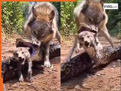 Azgar Ka Video: भेड़िए ने चीर दिया अजगर का जबड़ा, फिर बच्चे को बाहर निकालकर ही दम लिया | देखें वीडियो
