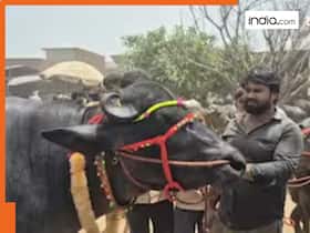 india.com top news