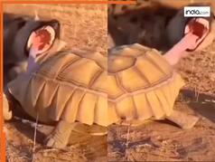 Animal Attack Video: कछुए को आसान शिकार समझने की भूल कर बैठा लकड़बग्घा, ऐसा हाल हुआ जिंदगी में नहीं भूल पाएगा | देखें वीडियो
