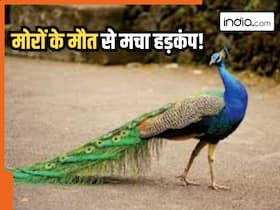 india.com top news