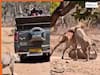 Sher Sherni Ka Video: शिकार से हारने ही वाली थी शेरनी तभी बचाने आ गया शेर, आगे का सीन देखकर टूरिस्ट तक हिल गए | देखें वीडियो