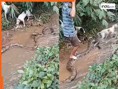 Azgar Ka Video: डॉगी को पकड़कर लीलने लगा अजगर, तभी देवदूत बनकर बचाने आ गया शख्स | देखें वीडियो