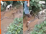Azgar Ka Video: डॉगी को पकड़कर लीलने लगा अजगर, तभी देवदूत बनकर बचाने आ गया शख्स | देखें वीडियो