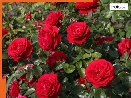 तपती धूप में मुरझा गया है गुलाब का पौधा? इन 4 कामों को करने से फूलों से भर जाएगा गमला