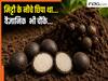सोना छोड़िये! इस राज्य में खुदाई में मिली ऐसी चीज बना सकती है भविष्य, दीमकों की रहस्यमयी साथी