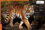 Why 'Pujari', the tiger of MP's Bandhavgarh Reserve is in news? Know complete story here