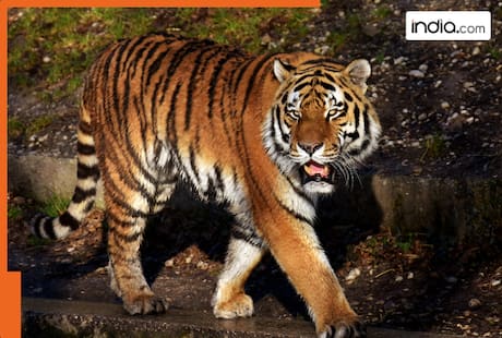 Why 'Pujari', the tiger of MP's Bandhavgarh Reserve is in news? Know complete story here