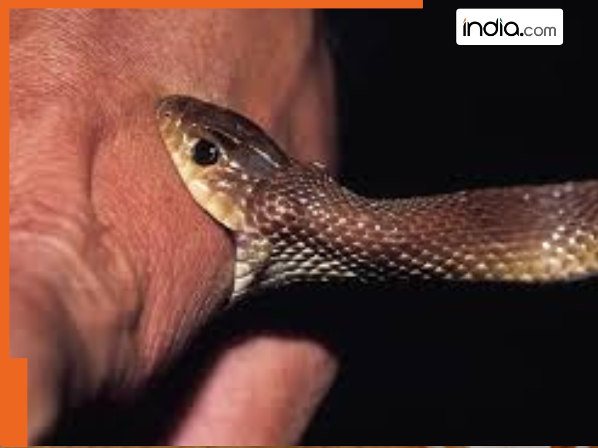 सांप ने काटा है या नहीं? 2 मिनट में ऐसे पहचानें और तुरंत अस्पताल भागें