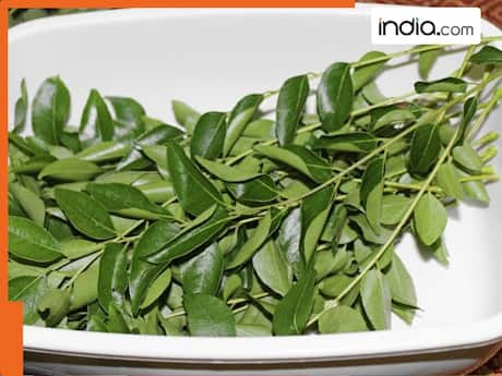 1 दिन में सूख जाते हैं करी पत्ते? आजमाकर देखें ये ट्रिक, महीनों तक रहेंगे फ्रेश