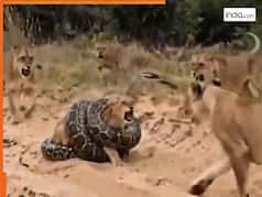 Wild Animal Video: शेरनी की गर्दन पकड़कर मरोड़ने लगा अजगर, फिर आई टीम और यूं लिया बदला | देखें वीडियो