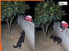 Chor Ka Video: रिश्वत लेकर मालिक के घर में ही चोरी करवाने लगा डॉगी, फिर सुरक्षित बाहर भी पहुंचा आया | देखें वीडियो