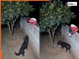 india.com top news