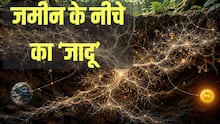 'आपके कदमों तले भी है एक पूरा ब्रह्मांड...' पाताल में मिला 'पृथ्वी का 45 करोड़ साल पुराना नेटवर्क
