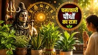 कुंडली में ग्रह दोष कर रहे हैं परेशान? तो आज ही लगा लें घर में ये पौधे, टल जाएगी जीवन में आ रही हर विपदा