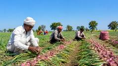 Big move by Modi government as Centre hikes onion procurement rate to Rs 16.5 per kg from Saturday to help farmers