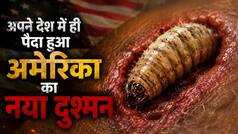 कीड़ों से डर गया दुनिया का सबसे ताकतवर देश, बचाव के लिए उतारनी पड़ी 60 करोड़ मक्खियों की फौज!