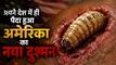 कीड़ों से डर गया दुनिया का सबसे ताकतवर देश, बचाव के लिए उतारनी पड़ी 60 करोड़ मक्खियों की फौज!