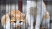 Cat Meat Racket: पालतू बिल्लियों के मांस का काला कारोबार बेनकाब, खाने के लिए चुराईं 400 बिल्लियां, 80 बर्फ में रखी मिलीं, जानें कहां का है मामला