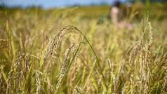 El Nino fears loom: This country witnesses major surge in Rice prices, crops in Bangladesh hit; rates in India to...
