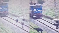 Viral Video: भैंस को बचाने के लिए ट्रेन से उतरा लोको पायलट, सोशल मीडिया पर छा गया ये Viral वीडियो
