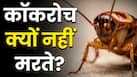 क्या सच में 'अमर' होते हैं कॉकरोच? जानिए क्यों इतनी आसानी से नहीं मरता ये जीव