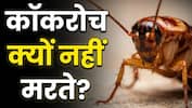 क्या सच में 'अमर' होते हैं कॉकरोच? जानिए क्यों इतनी आसानी से नहीं मरता ये जीव