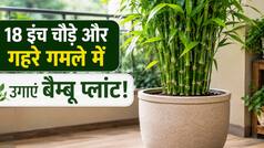 18 इंच चौड़े और गहरे गमले में घर पर उगाएं बैम्बू प्लांट, अच्छी ग्रोथ के लिए जरूर फॉलो करें ये टिप्स
