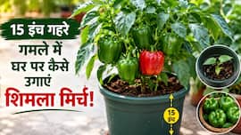 घर पर उगाना है शिमला मिर्च का पौधा? किचन गार्डन में इन 5 आसान स्टेप्स को फॉलो करके भर-भरकर आएगी सब्जी