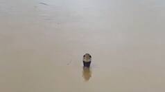 China Floods: Hundreds of venomous snakes escape breeding farm in Guangxi; Videos go viral