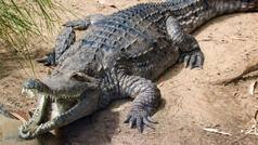 Not a horror movie: Gujarat man discovers massive crocodile in bathroom at midnight | Viral