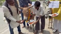Bhopal residents feed gulab jamuns to donkeys, but there’s an interesting story behind it