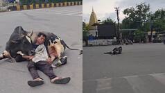 Watch: Man sleeps peacefully on bull’s belly in the middle of busy road, Internet says, 'Pure desi' | Viral video here