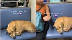 Viral Video: Stray dog's peaceful nap on Mumbai local train melts hearts online; Watch