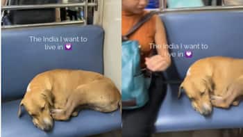 Viral Video: Stray dog's peaceful nap on Mumbai local train melts hearts online; Watch