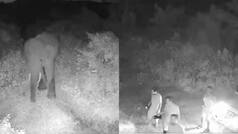 Watch: How AI tracked elephant herd and helped avert human-wildlife conflict; IFS Officer shares video