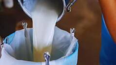 Worried about milk adulteration? Check its quality at home with these simple tests