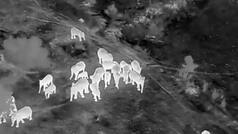 Thermal drones to boost elephant conservation, cut human-wildlife conflict in Odisha