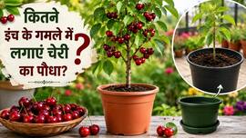 कितने इंच के गमले में लगाना एकदम बेस्ट है चेरी? परफेक्ट ग्रोथ के लिए अपनाएं उगाने का स्टेप बाय स्टेप तरीका