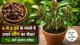 6 से 8 इंच के गमले में इन आसान तरीकों से उगाएं लौंग का पौधा, बस जान लें लगाने का स्टेप बाय स्टेप पूरा प्रोसेस