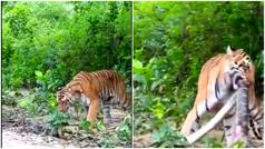 Tiger vs snake: Watch predator grabs serpent and then…, video goes viral on internet