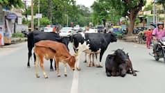 Yogi Government to engage Gen Z in cow conservation; 10,000 ‘Gau Mitras’ to be trained across Uttar Pradesh