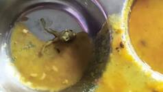 Dead frog found in dal served at Navodaya Vidyalaya in Uttar Pradesh’s Maharajganj; parents and students outraged