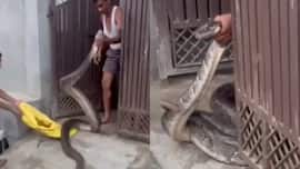 Man wrestles with huge snake as it tries to enter his house in Uttar Pradesh’s Meerut; watch video