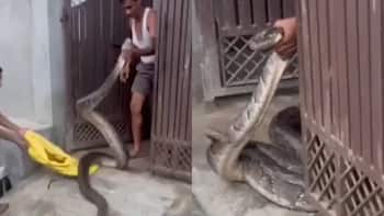 Man wrestles with huge snake as it tries to enter his house in Uttar Pradesh’s Meerut; watch video