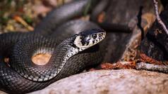 3 tribal girl students die, 3 others hospitalised after being bitten by snake at hostel in Maharashtra's Gadchiroli