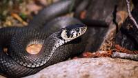 3 tribal girl students die, 3 others hospitalised after being bitten by snake at hostel in Maharashtra's Gadchiroli