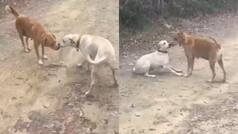 Will dog recognise his mom after years? Let’s find out in this viral video