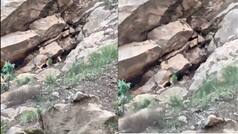 Goat’s regular temple visits turn it into a local celebrity in Himachal | Viral