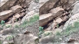 Goat’s regular temple visits turn it into a local celebrity in Himachal | Viral